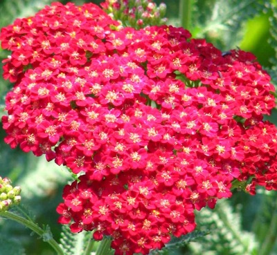 red flowers