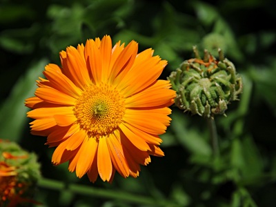 orange flowers colorful flowers 