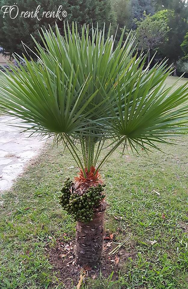 does saw palmetto interact with any medications