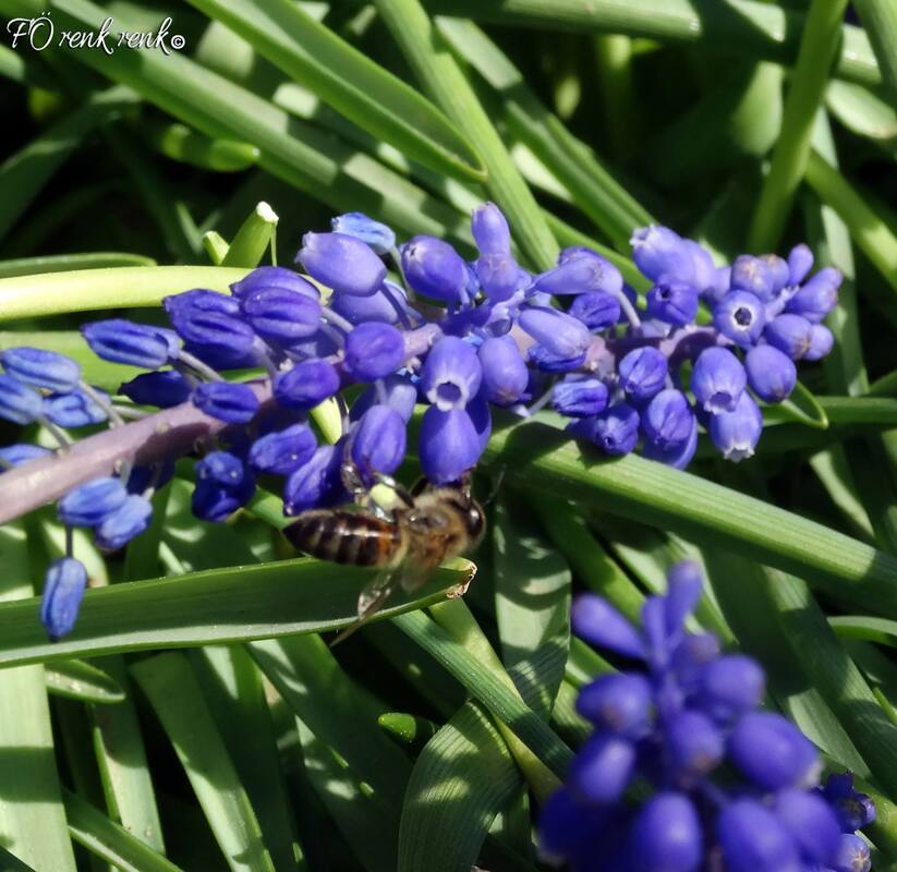 Grape Hyacinth üzüm sümbülü renkrenk