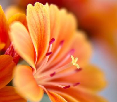 orange flowers colorful flowers 