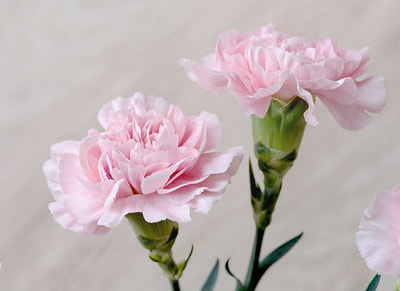 light pink flowers
