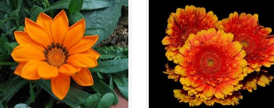 orange flowers renkrenk