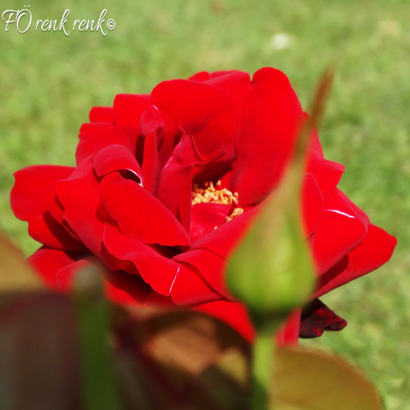 Red rose , roses , kırmızı gül , güller , renkrenk