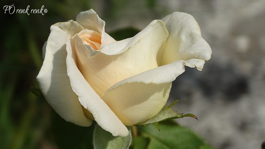 White rose photo by FÖ renkrenk