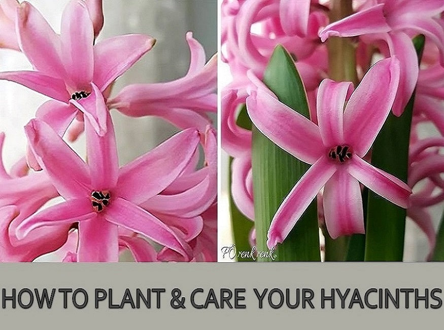 fö renkrenk hyacinth