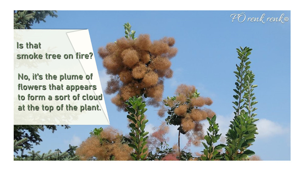 smoke tree süs bitkisi bahçe park bitkisi duman ağacı 