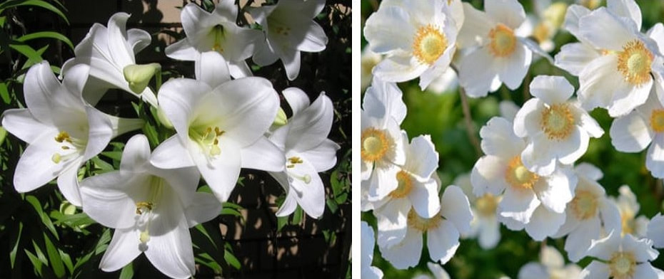 white flowers renkrenk