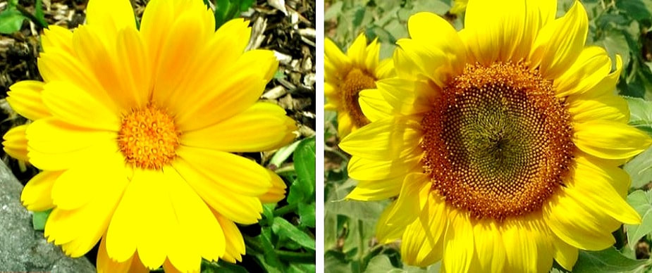 yellow flowers renkrenk