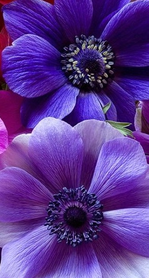 light purple flowers - RENK RENK