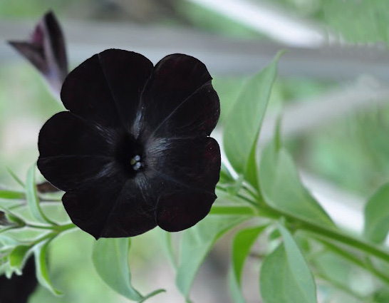 black flowers - RENK RENK