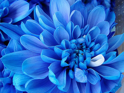 blue flowers