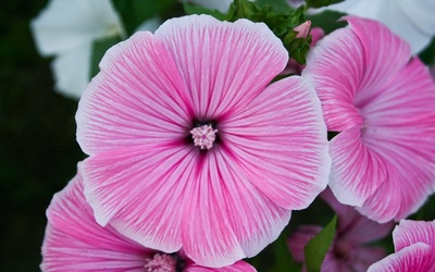 light pink flowers