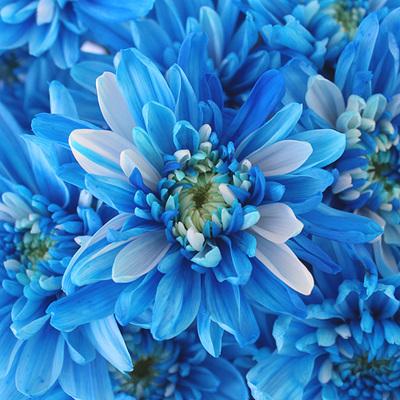 blue flowers - RENK RENK