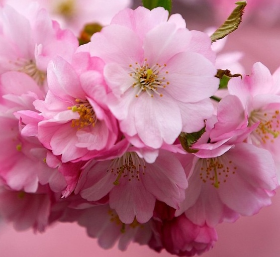 light pink flowers - RENK RENK