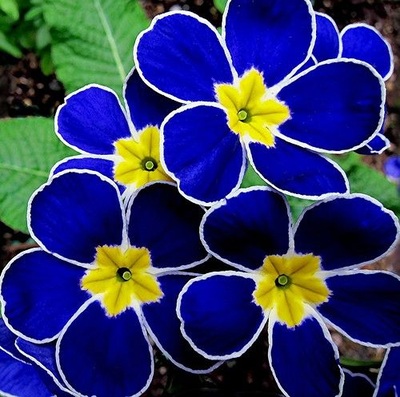 blue flowers - RENK RENK