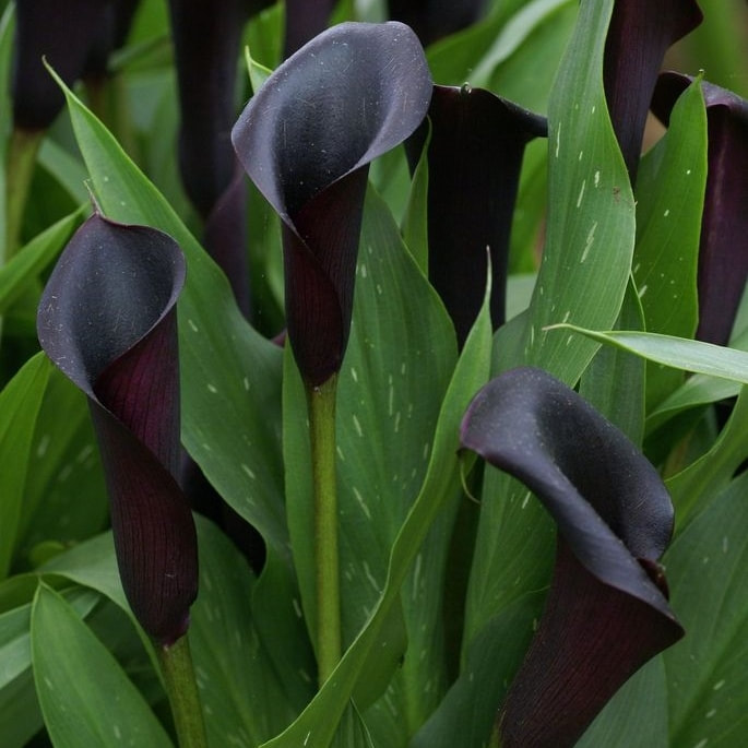 black flowers - RENK RENK