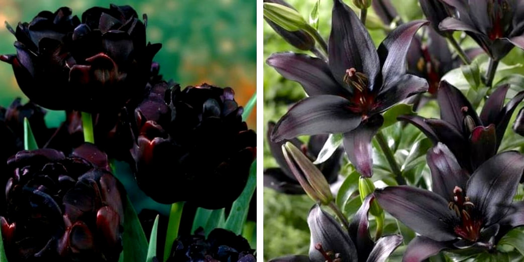 black flowers renkrenk