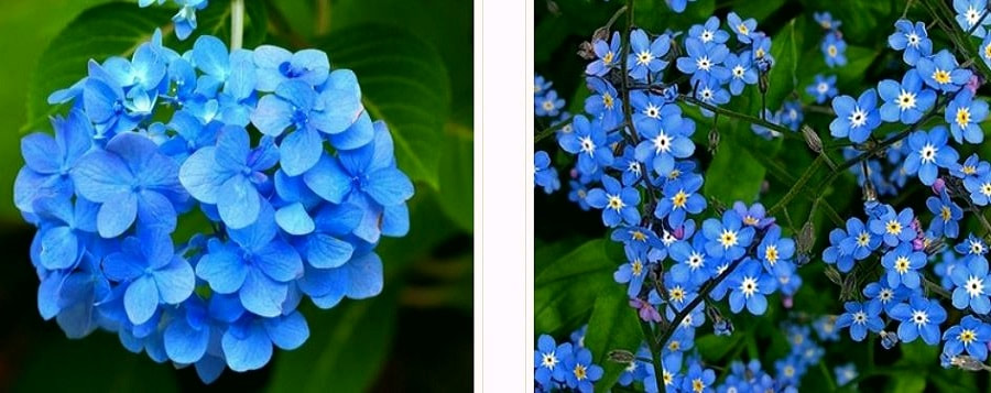 blue flowers renkrenk