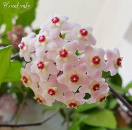 Hoya Flower - Mum ciceği - RENK RENK Hayatin Renkleri - FO renkrenk