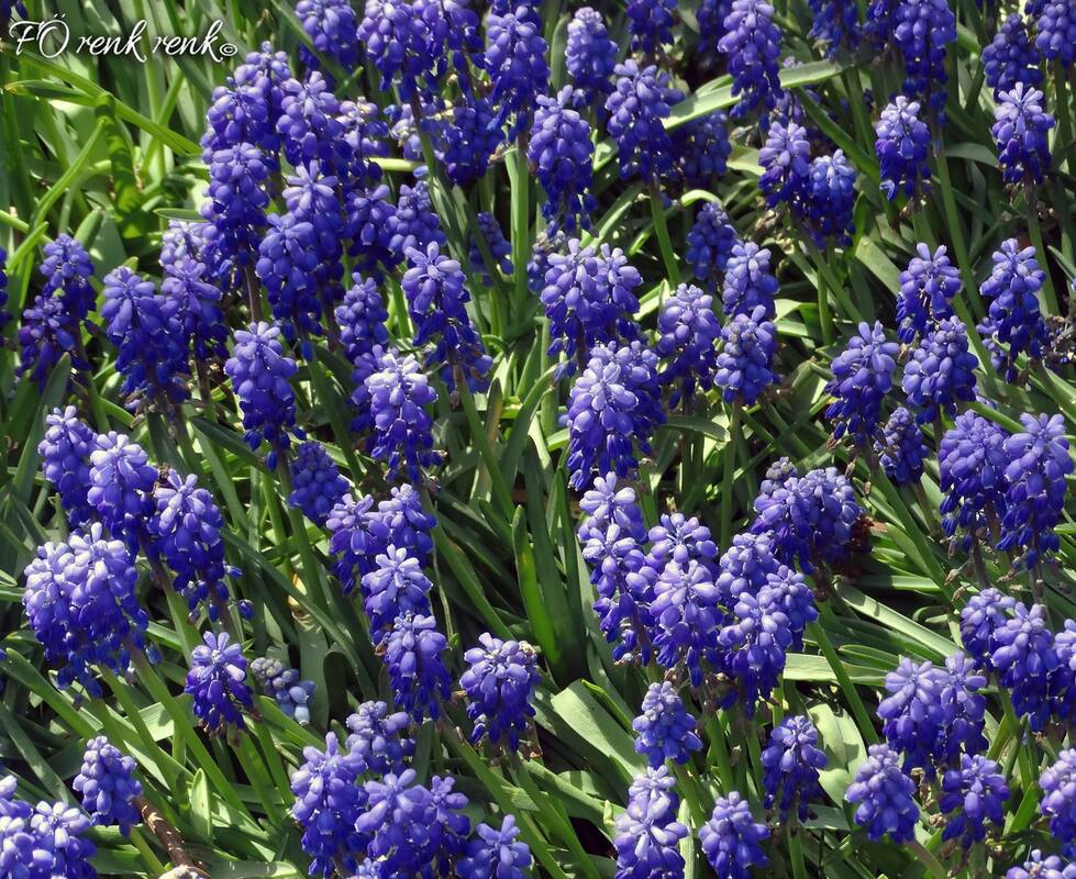 Grape Hyacinth üzüm sümbülü renkrenk