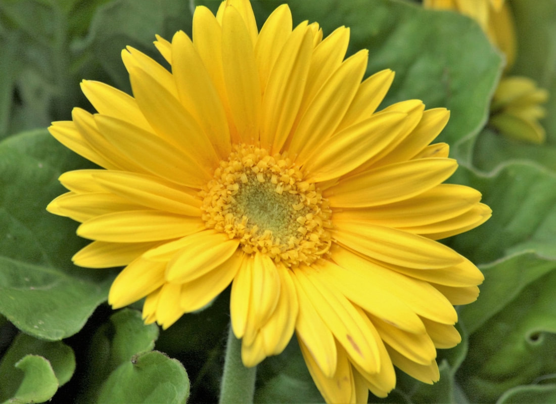 yellow flowers - RENK RENK
