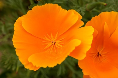 orange flowers - RENK RENK