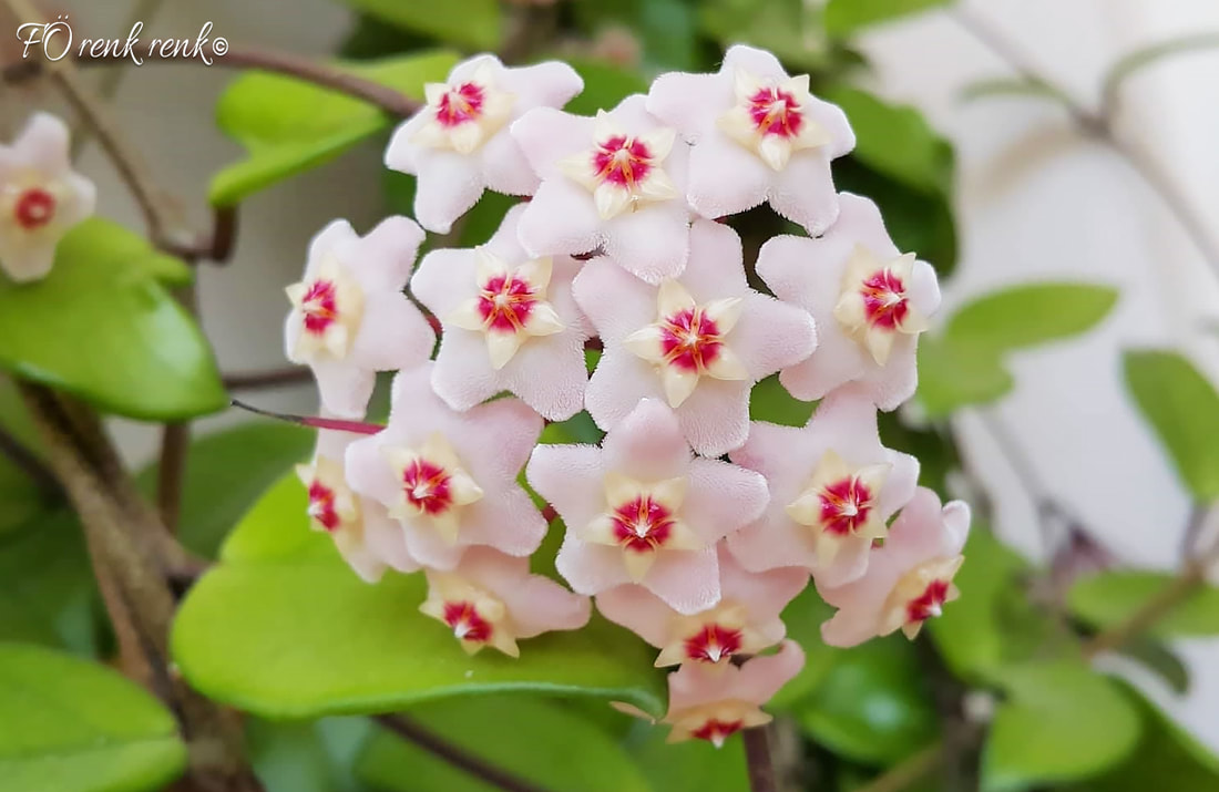 Hoya Flower - Mum ciceği - RENK RENK Hayatin Renkleri - FO renkrenk