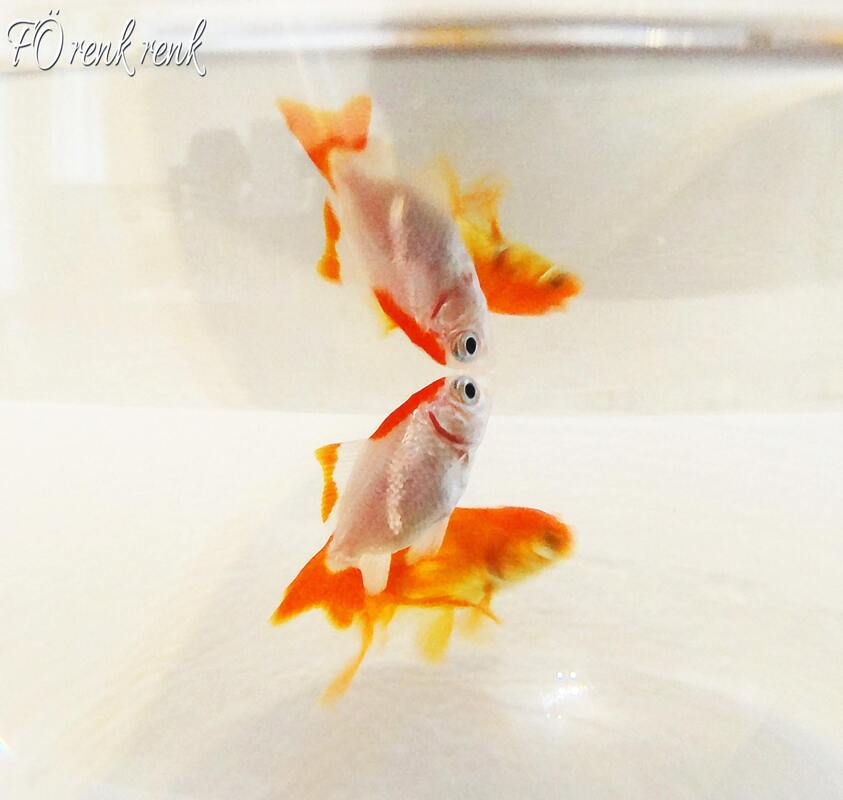 japon balığı goldfish renkrenk 