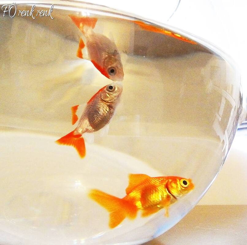 japon balığı goldfish renkrenk 