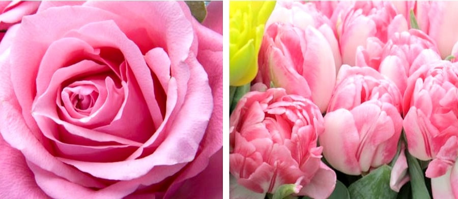 light pink flowers renkrenk