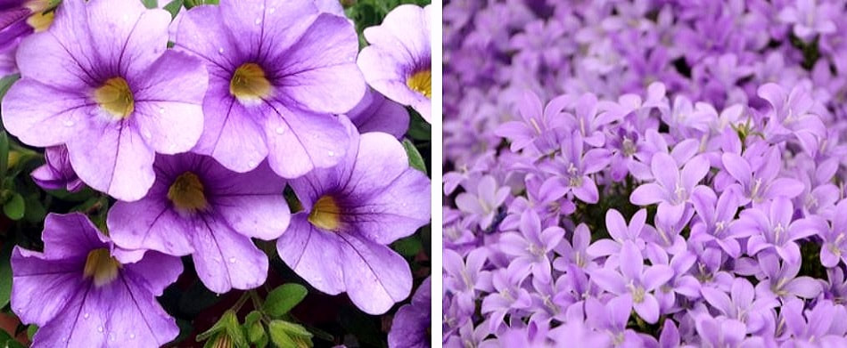 light purple flowers renkrenk