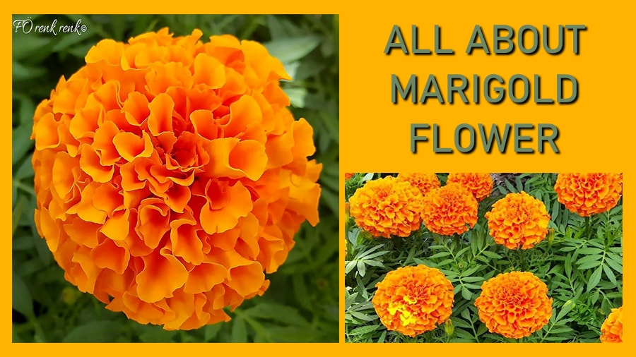 marigold flower renk renk - kadife çiçeği
