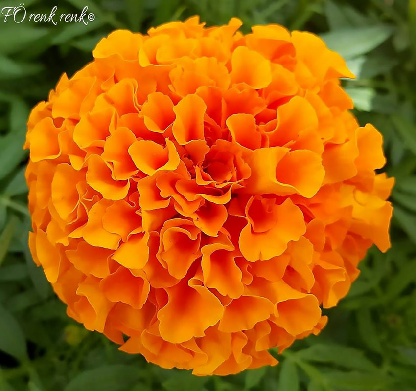 marigold flower karagöz çiçeği
