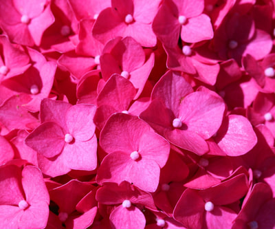 dark pink flowers - RENK RENK