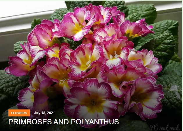 primrose - polyanthus