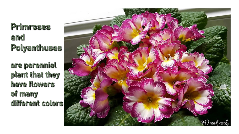 Primroses and Polyanthuses renkrenk çuha çiçeği