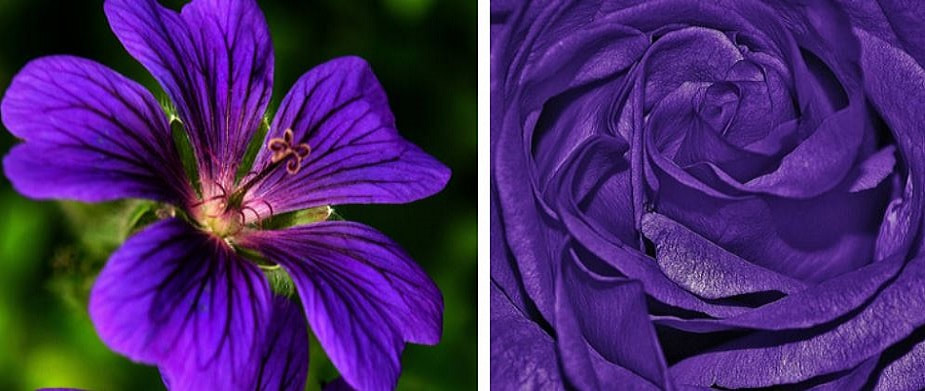 purple flowers renkrenk