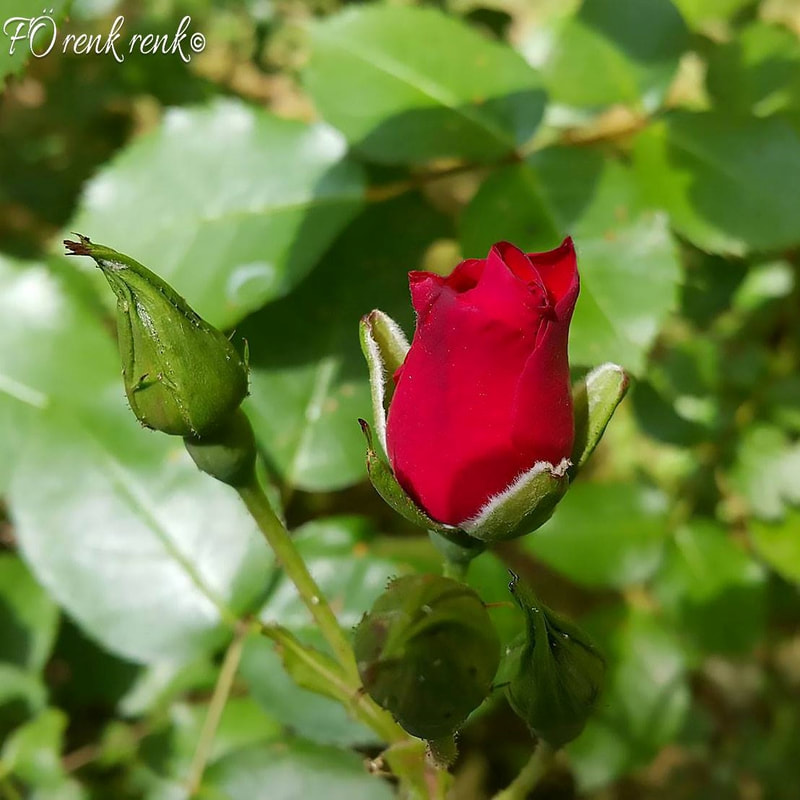 Red rose , roses , kırmızı gül , güller , renkrenk