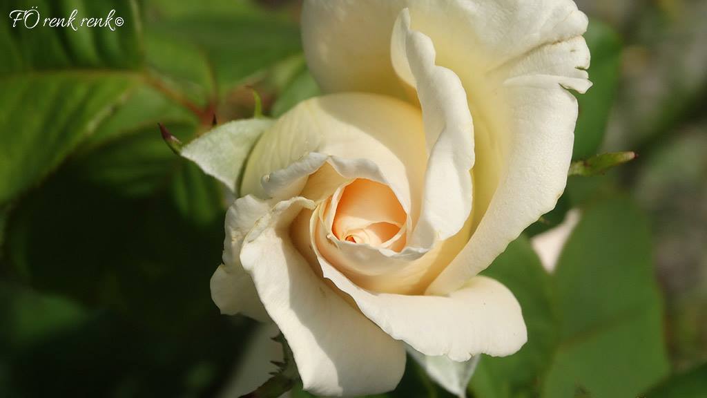 White rose photo by FÖ renkrenk