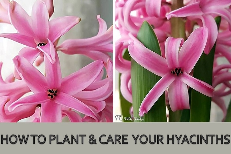renkrenk hyacinths sümbül 