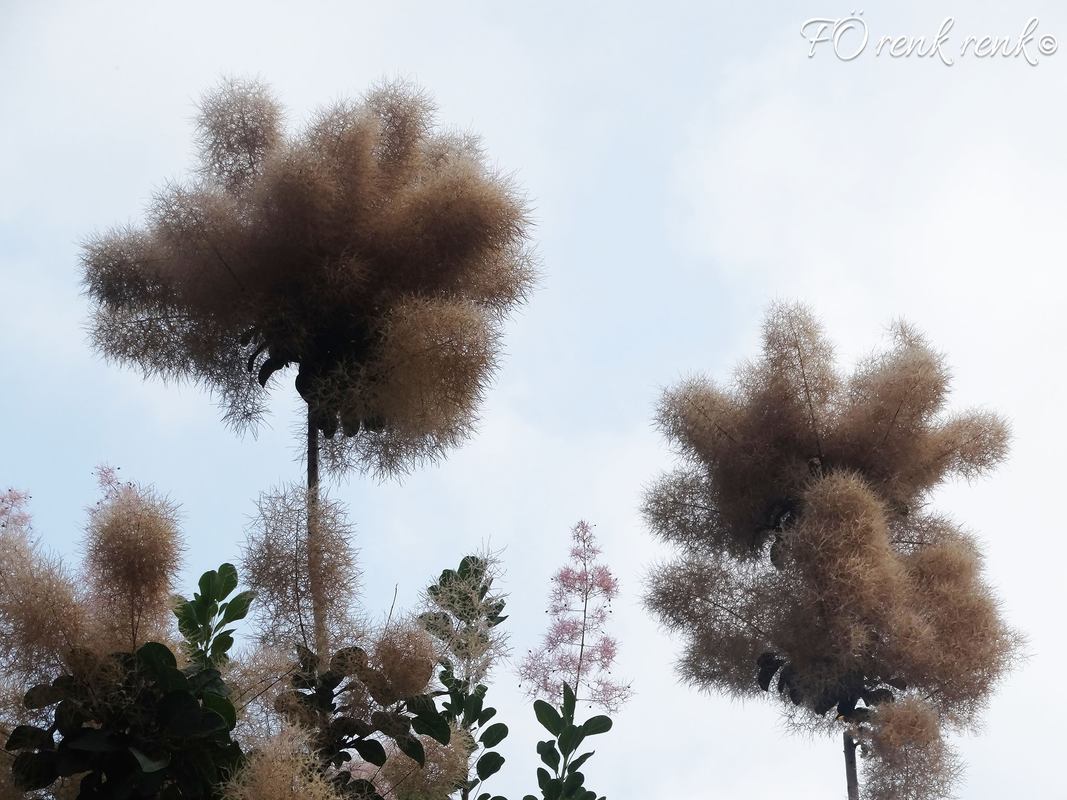 Smoke Tree Photo by FÖ renkrenk smoke-tree-forenkrenk süs bitkisi bahçe park bitkisi duman ağacı