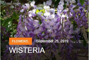 wisteria renkrenk