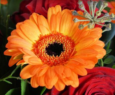 orange flowers - RENK RENK